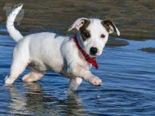 Γκολντεν καθαροαιμο κουταβακι